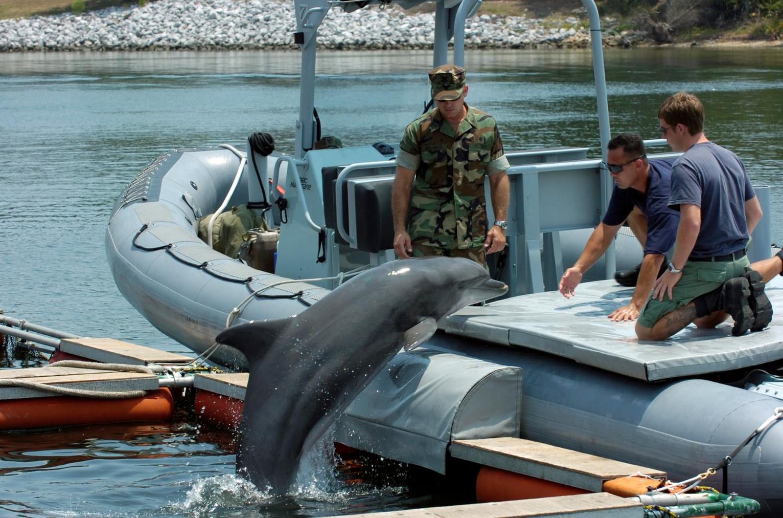 Navy personnel working with a marine mammal alongside a small boat